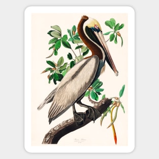 Brown Pelican from Birds of America (1827) Sticker